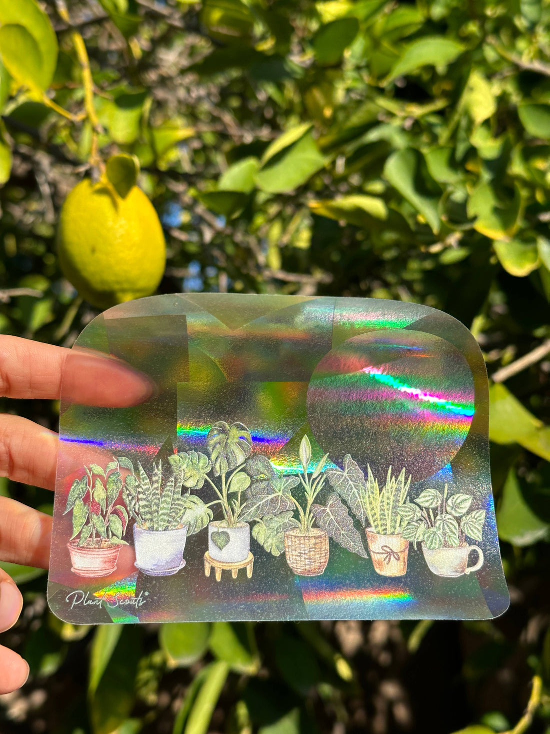 Sticker - Suncatcher Window Decal - Potted Plant