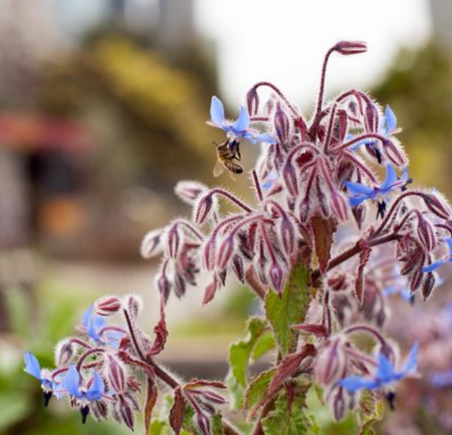 Borage &
