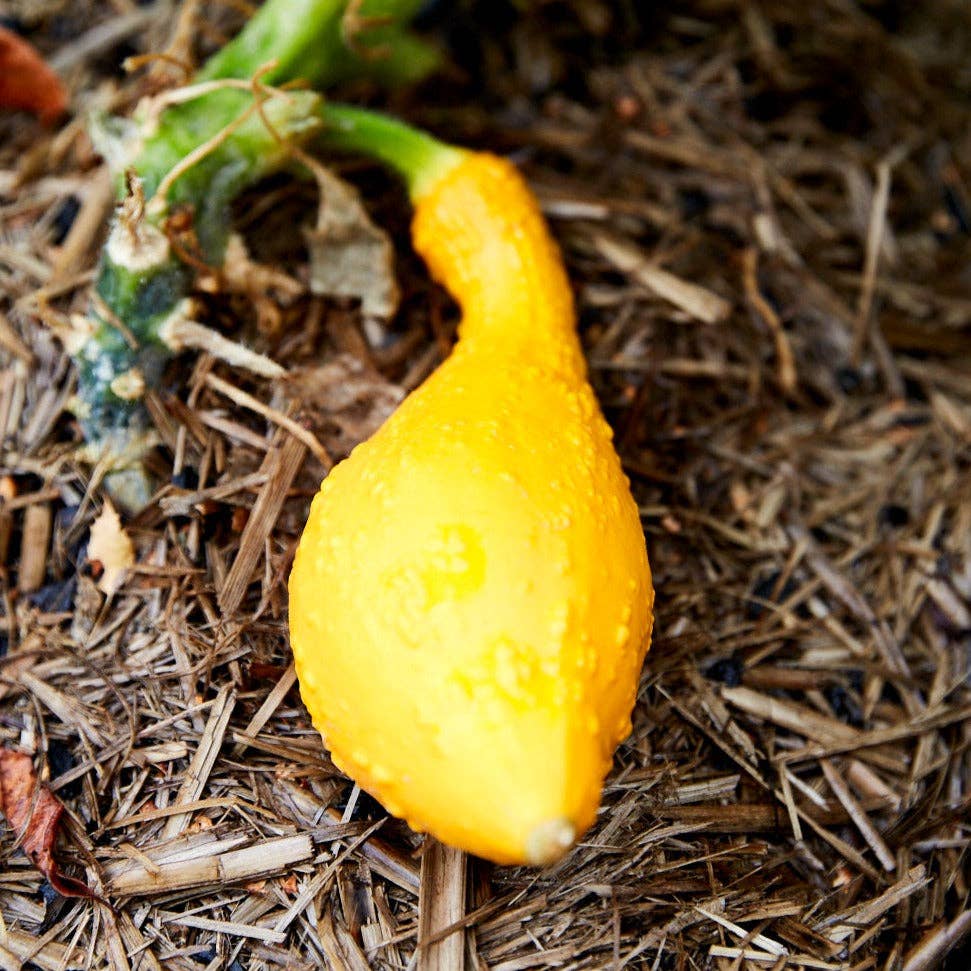 Squash &