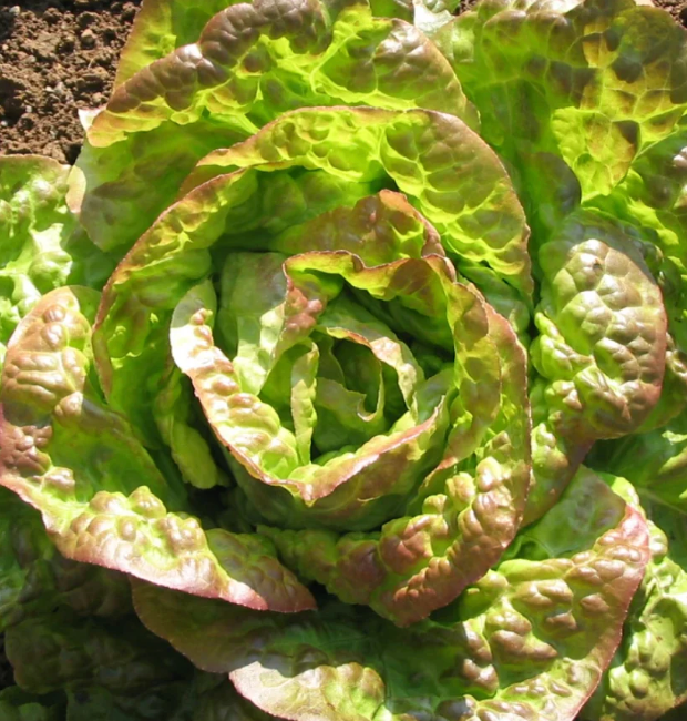 Lettuce &