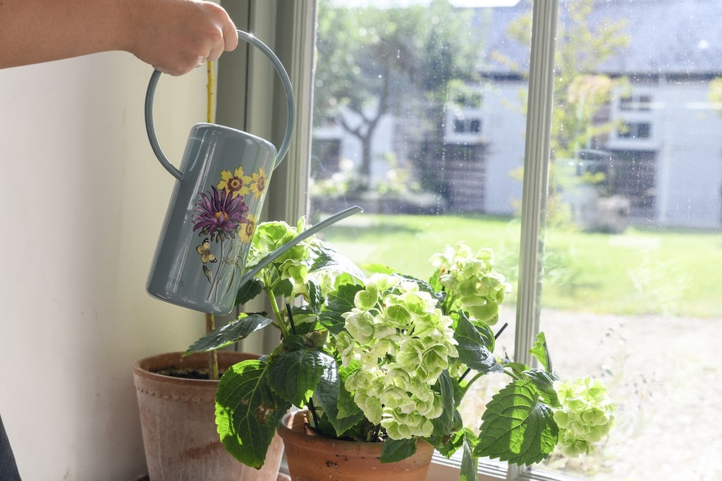 Watering Can - Asteraceae 1.2L Galvanised Indoor