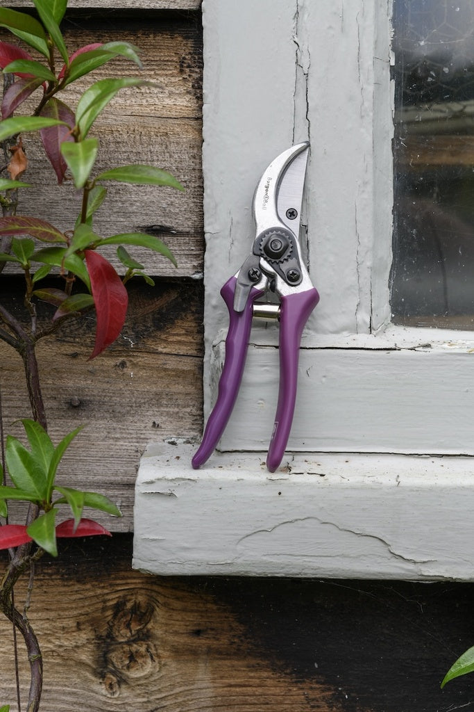 Secateurs - Asteraceae