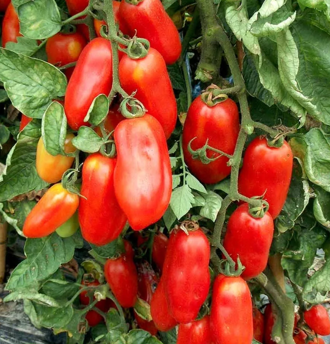 Tomato &