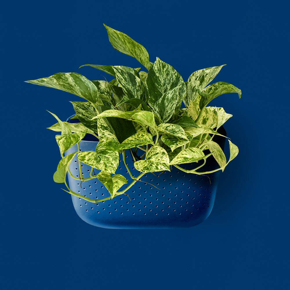 WallyGro Eco Wall Planter