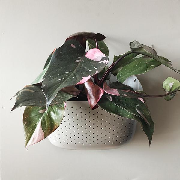 WallyGro Eco Wall Planter