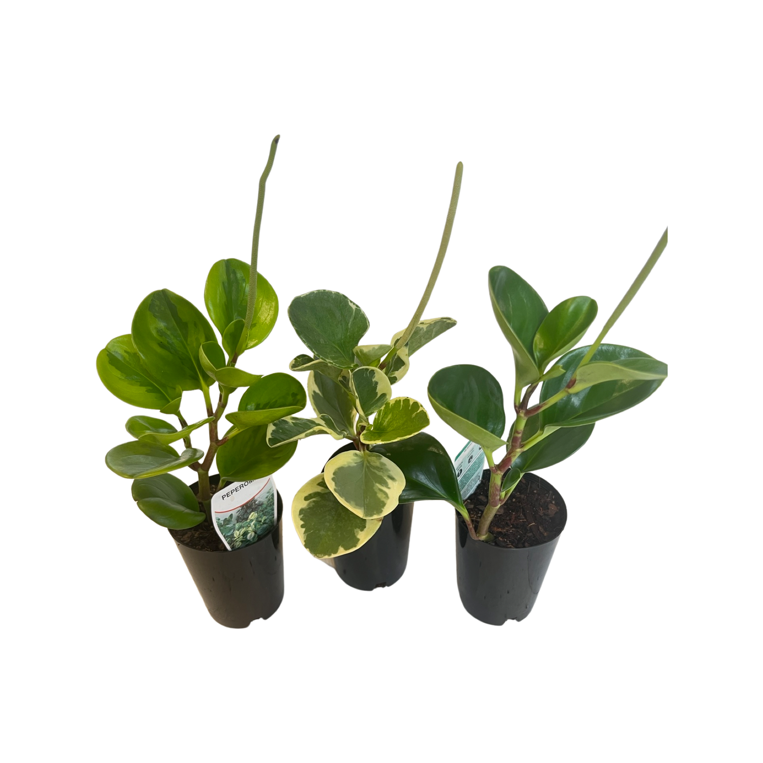 Online Plant Shop