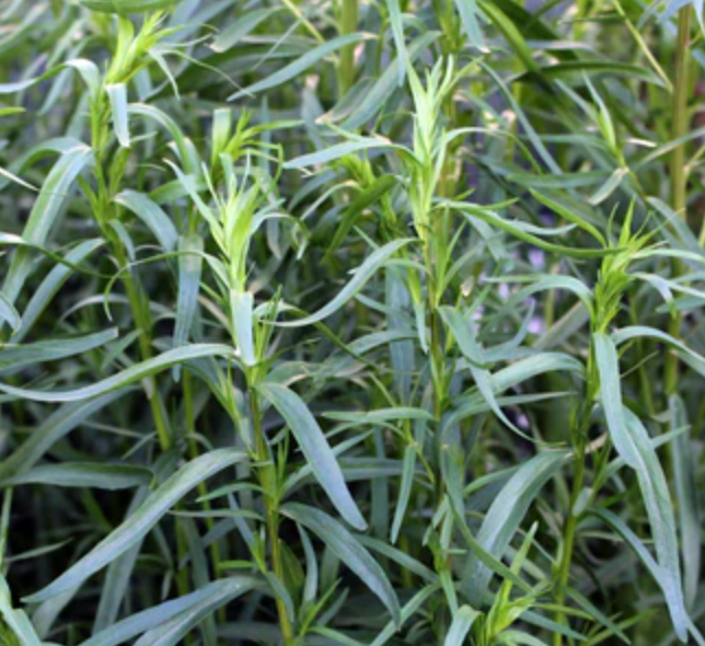 Tarragon &