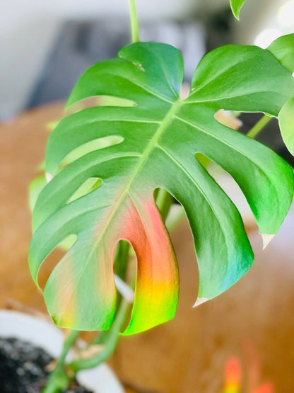 Sticker - Suncatcher Window Decal - Fiddle Fig
