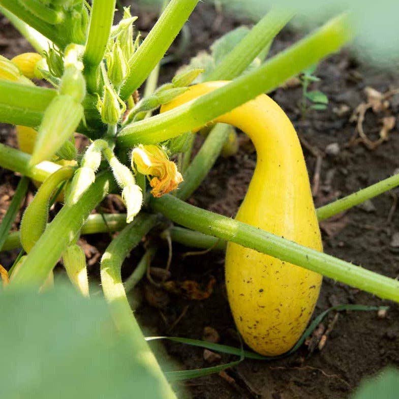 Squash &