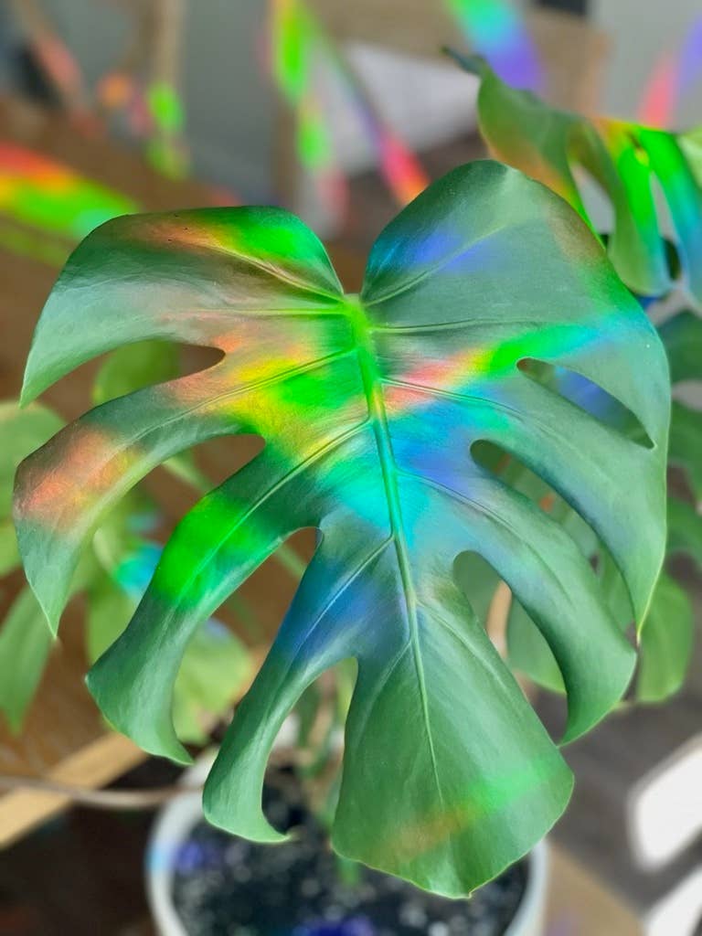 Rainbow maker Suncatcher Window Decal Sticker - Potted Plant