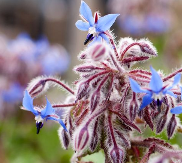 Borage &