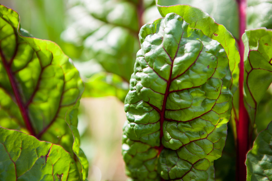 Swiss chard &