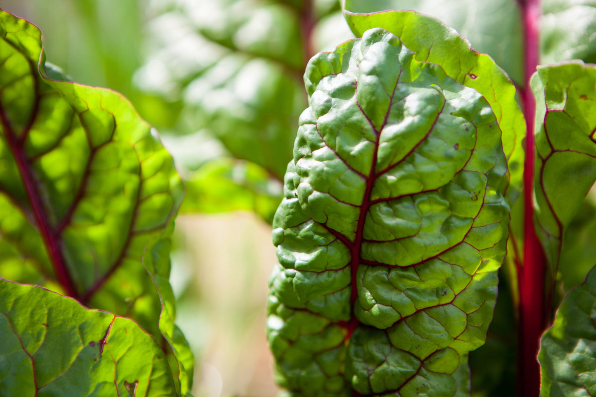 Swiss chard &