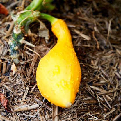 Squash &