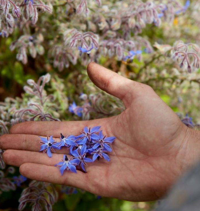 Borage &