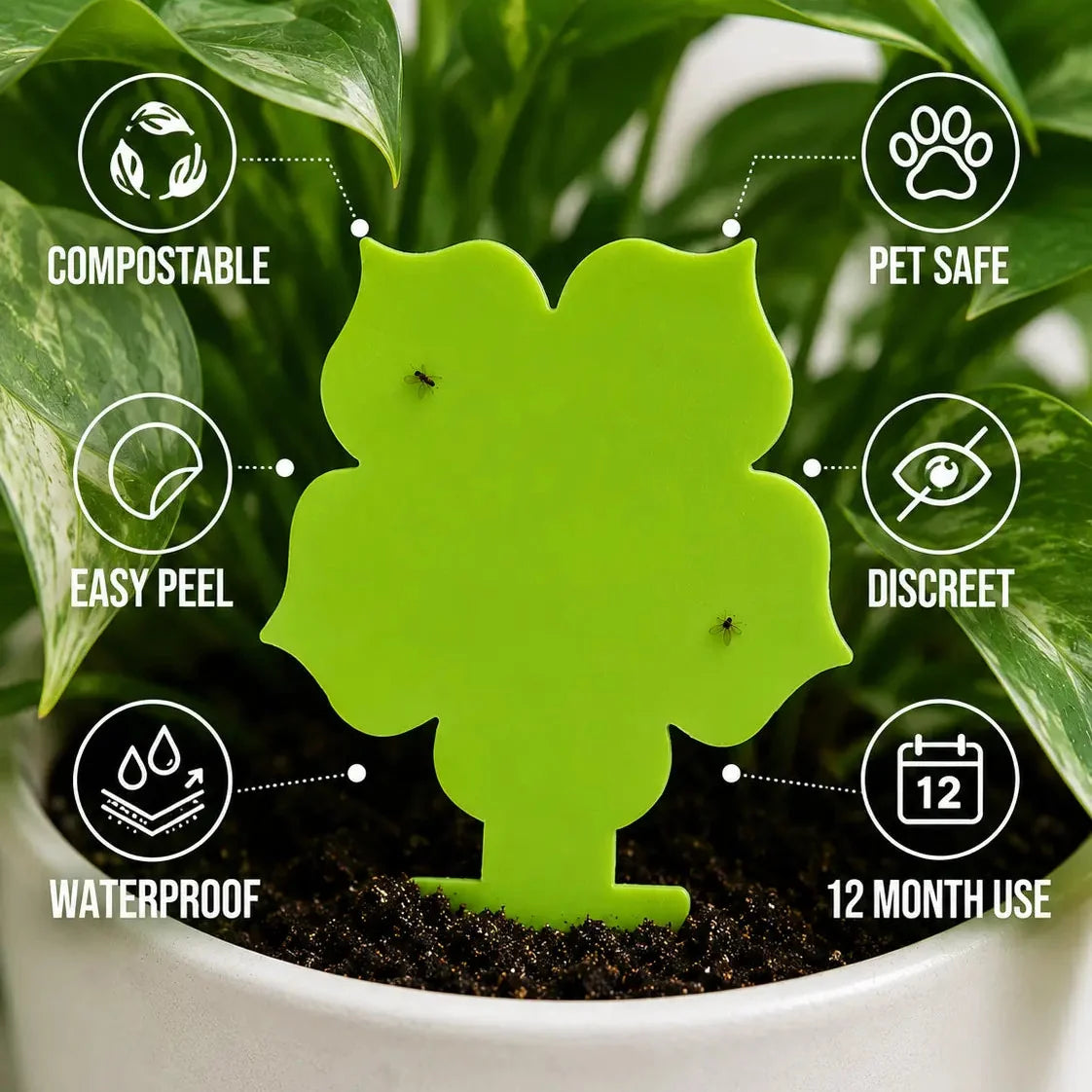 Plant Care Solutions Flower Gnat Traps