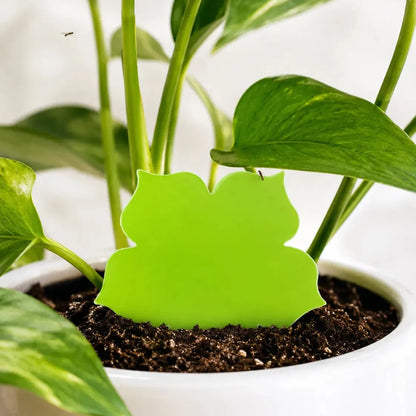 Plant Care Solutions Flower Gnat Traps