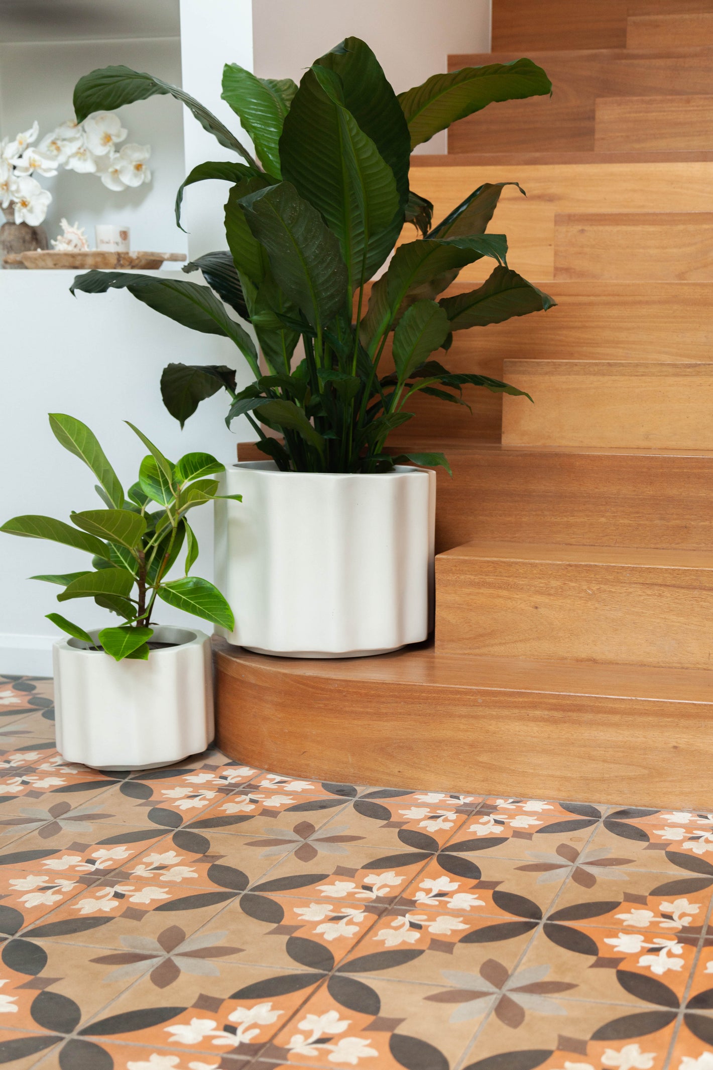 Picture is of a small white wave pot with a ficus yellow gem and a large white wave pot with a lush and tropical Peace Lily Blue Moon styled on a wooden staircase