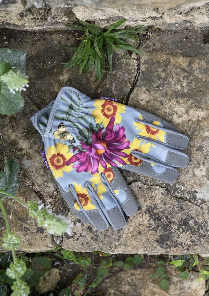 Gloves - Asteraceae