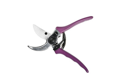 Secateurs - Asteraceae
