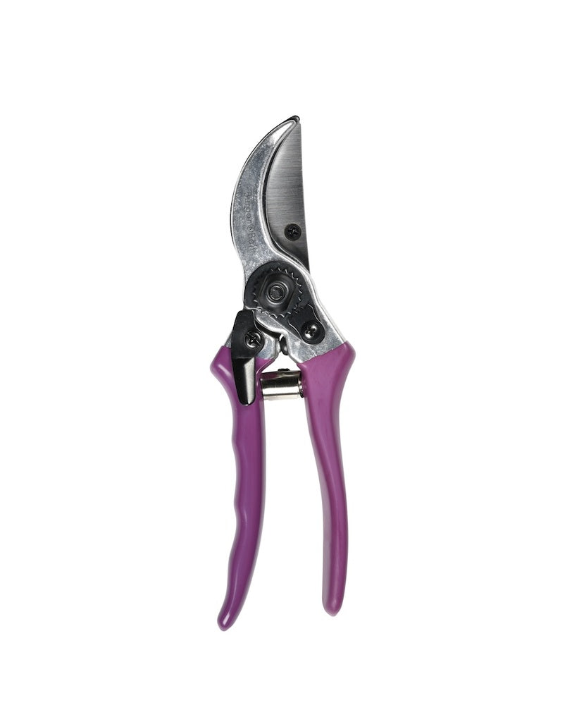 Secateurs - Asteraceae