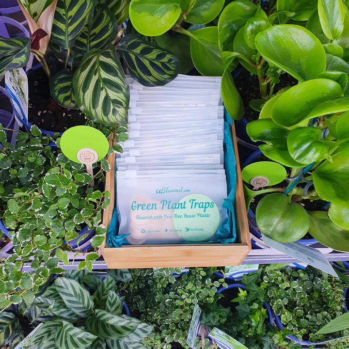 Plant Care - 10 Pack Sticky Traps for Fungus Gnats