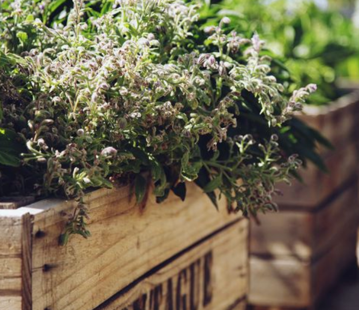 Borage &