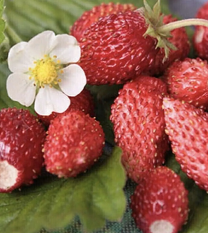 Strawberry &