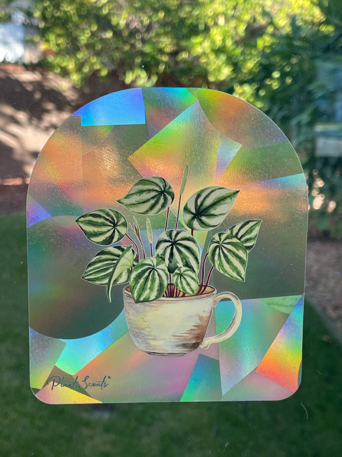 Suncatcher Window Decal Sticker - Watermelon Peperomia