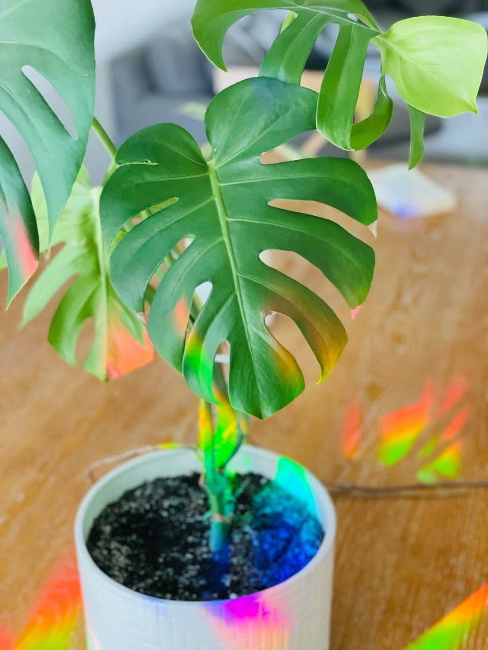 Sticker - Suncatcher Window Decal - Monstera