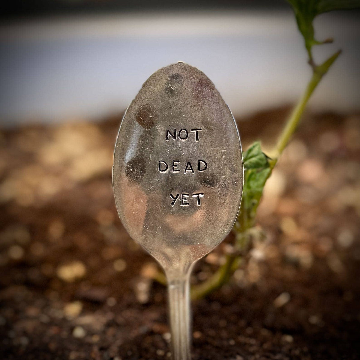 Garden Marker: Not Dead Yet