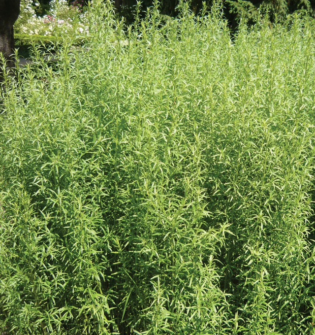 Tarragon &