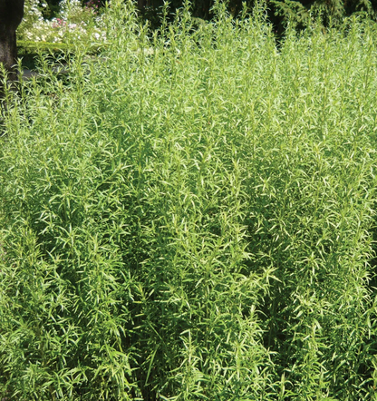 Tarragon &