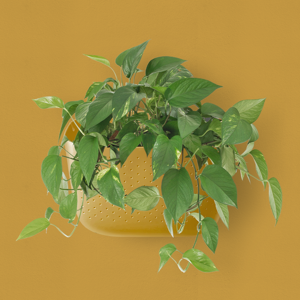 WallyGro Eco Wall Planter