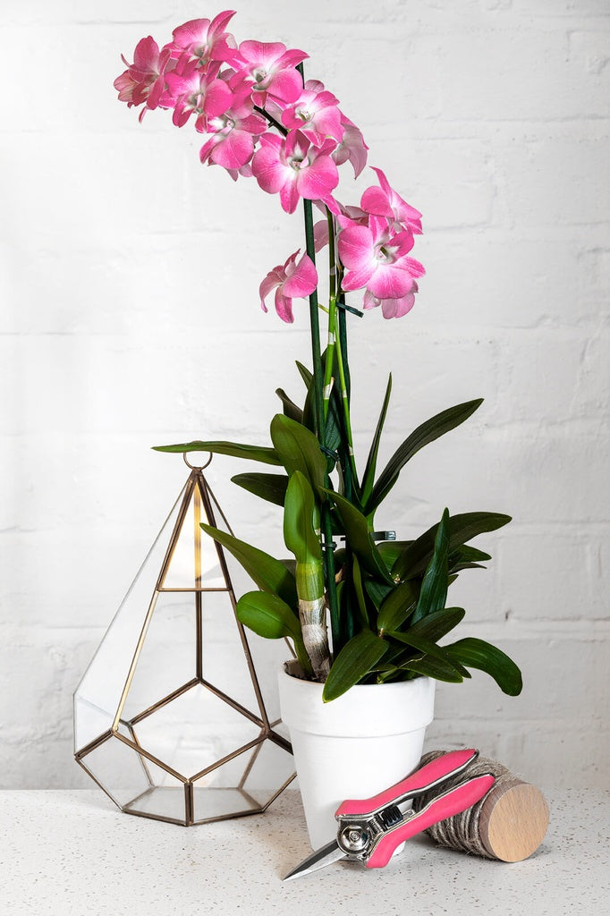 Secateurs - Orchid Snips