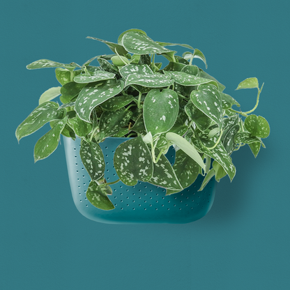 WallyGro Eco Wall Planter