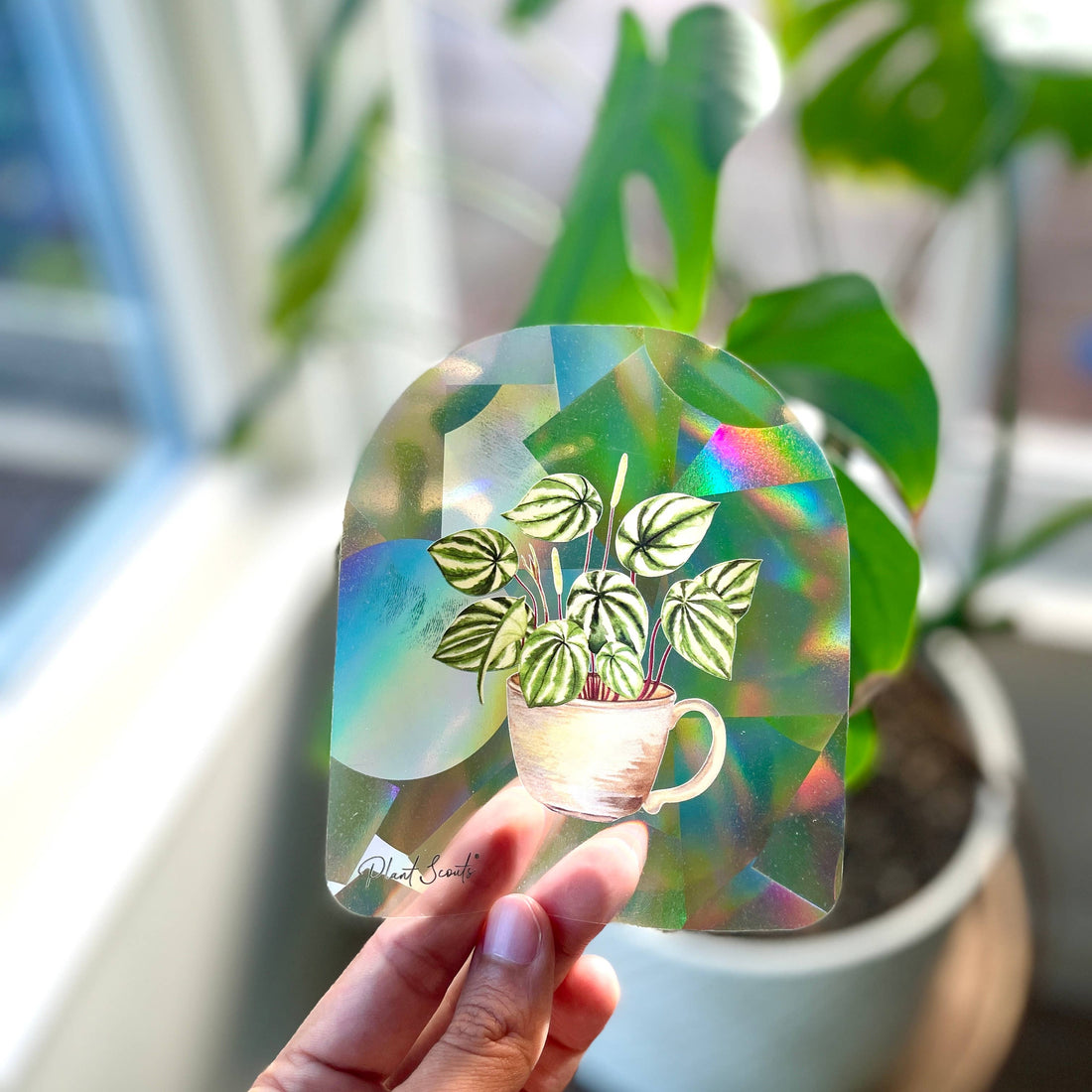 Suncatcher Window Decal Sticker - Watermelon Peperomia