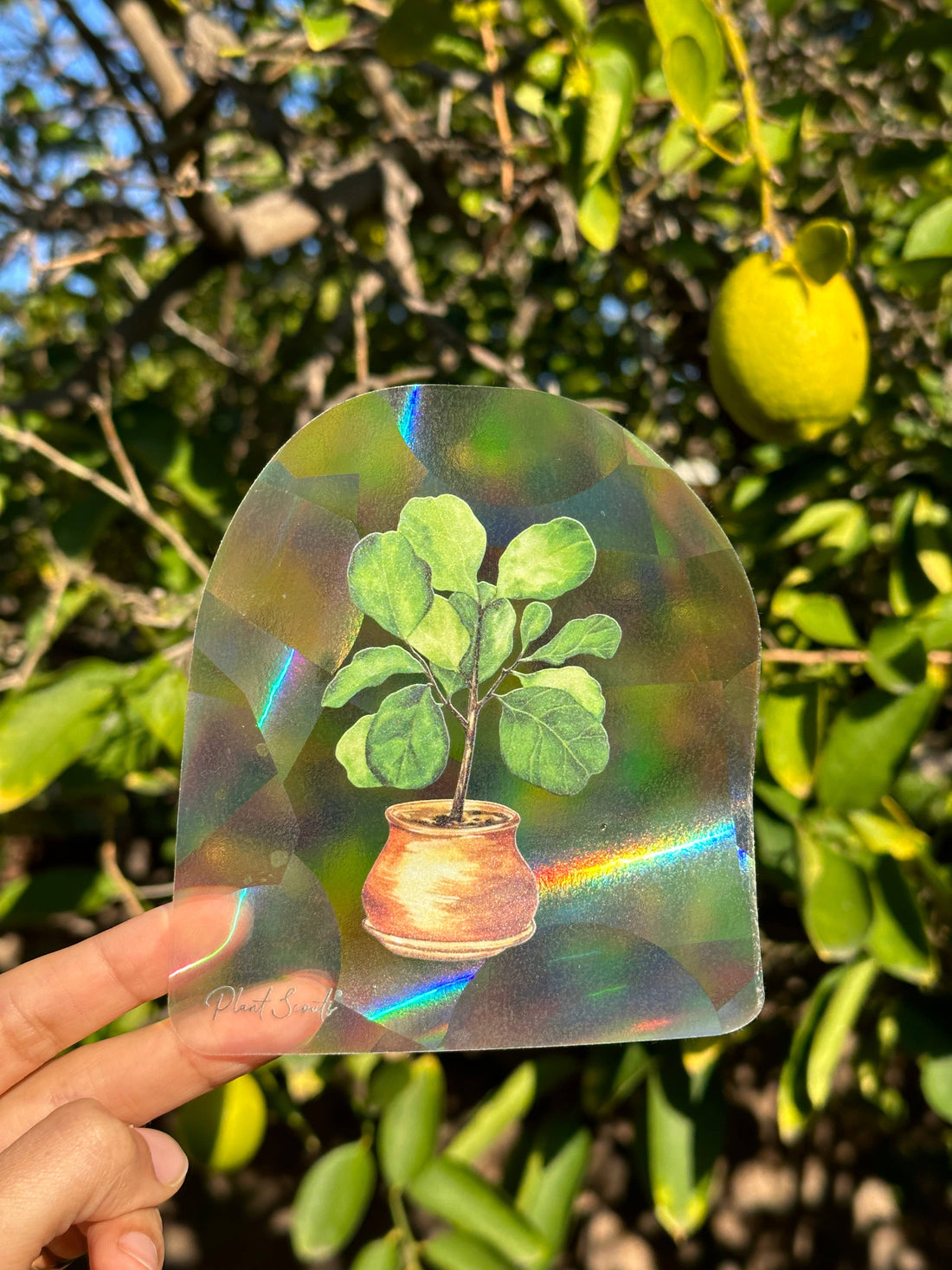 Sticker - Suncatcher Window Decal - Fiddle Fig